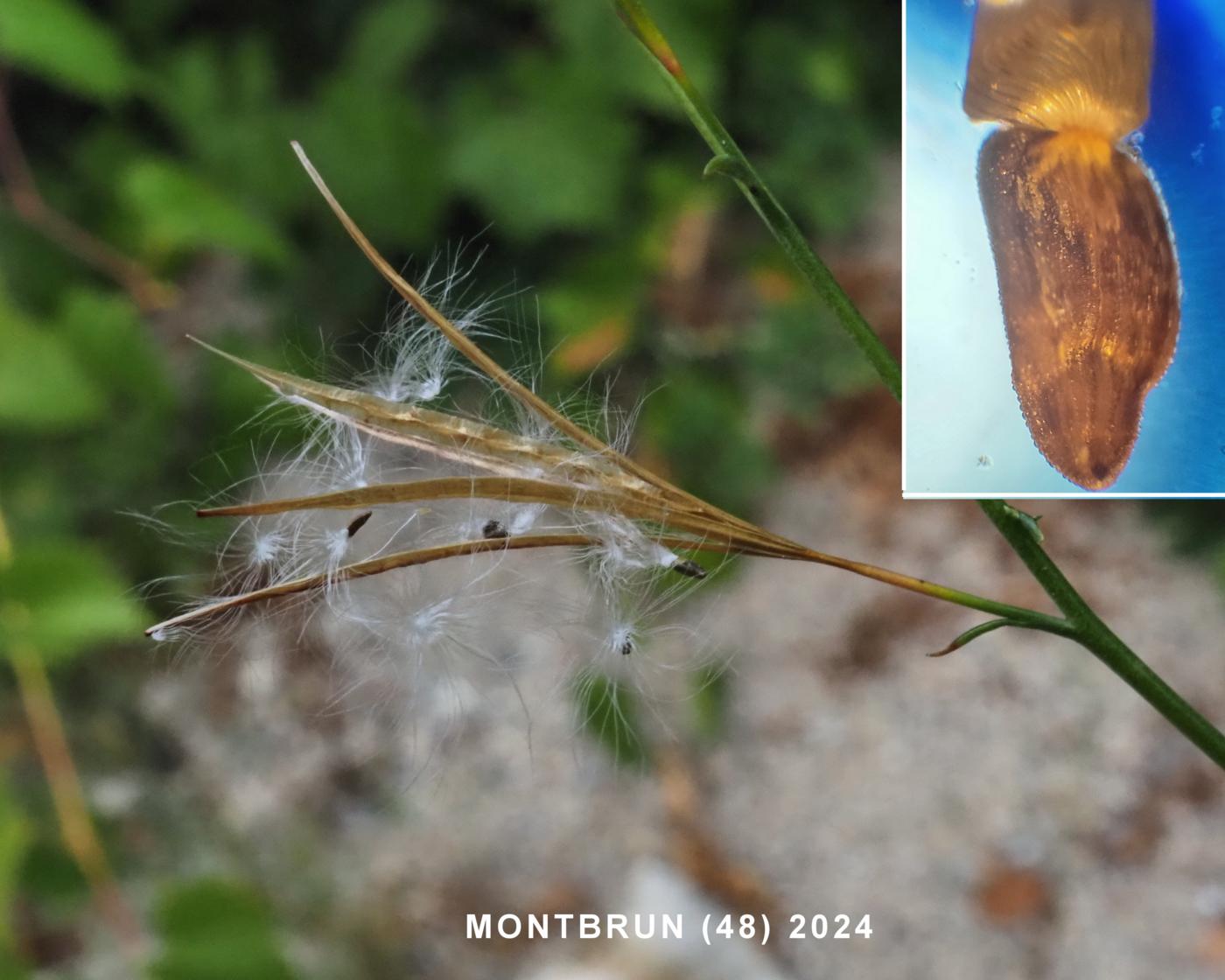 Wllow-herb, Autumn fruit